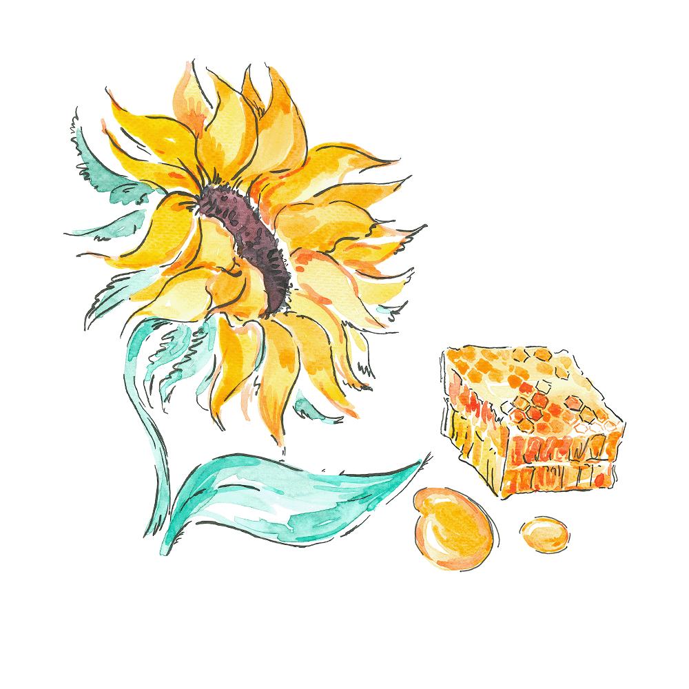 一幅向日葵和一勺蜂蜜的插图
